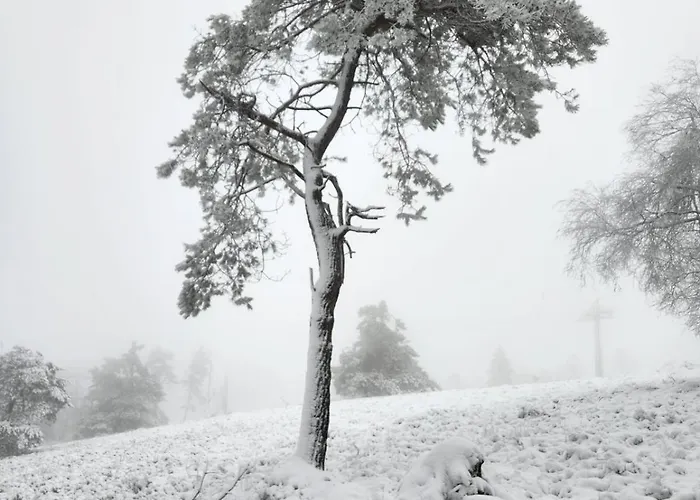 Haus Nina Near Willingen And Winterberg Apartamento Olsberg